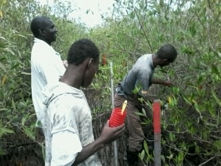 Mangrove transect placement-Gambia 2014